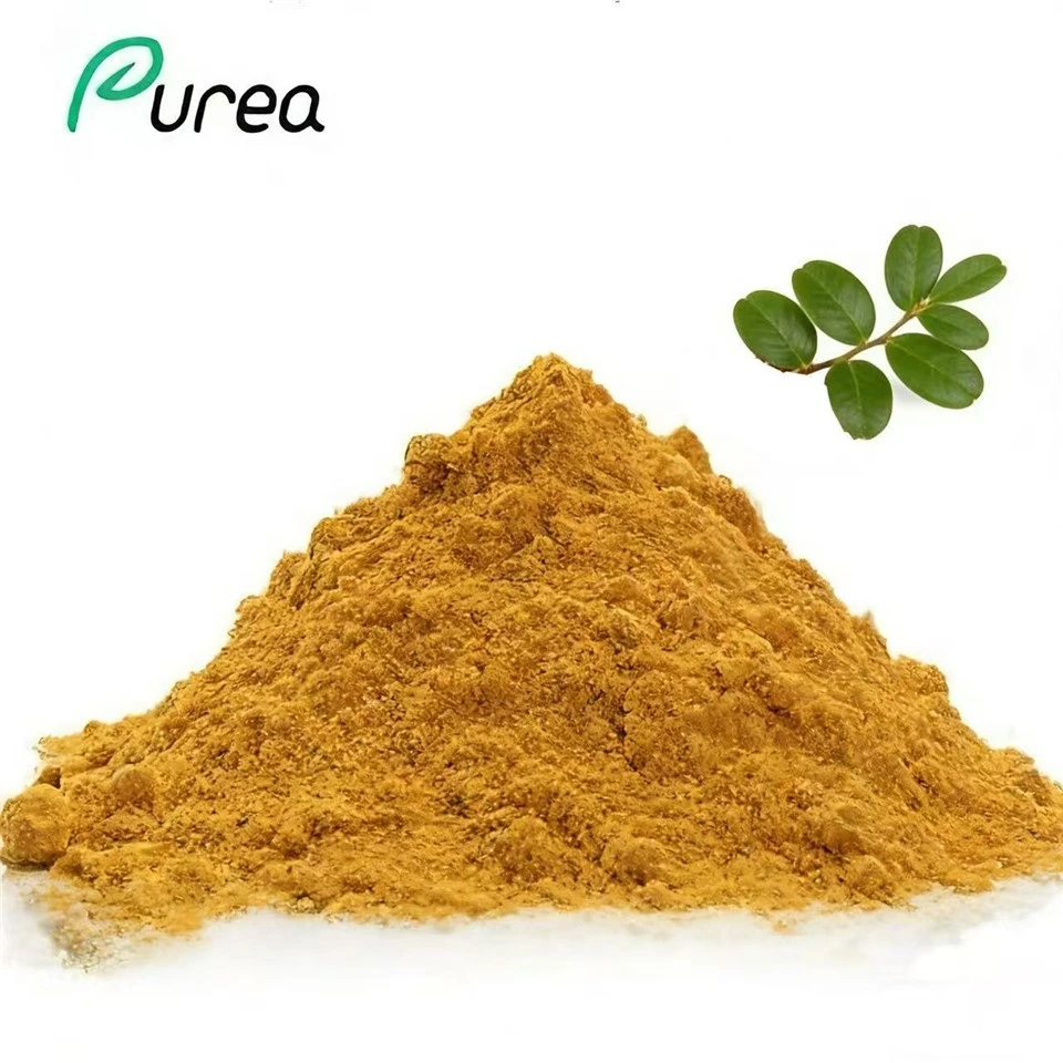 پودر عصاره برگ Uva Ursi